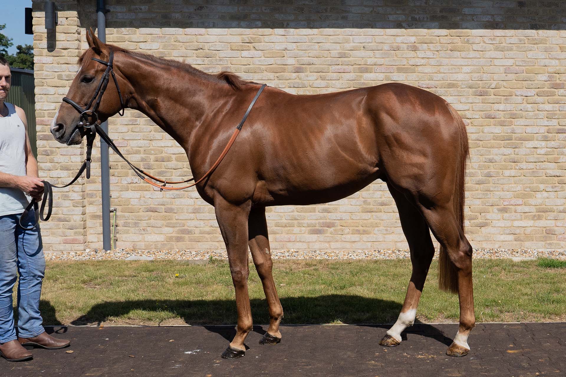 William Knight Racing Newmarket Thoroughbred Racehorse Trainer